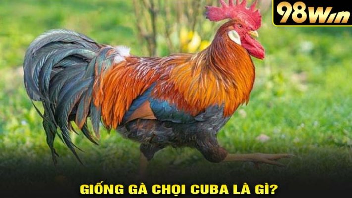 Gà chọi cu ba là gì?