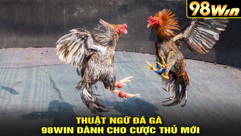 Thuật ngữ chơi đá gà 98win dành cho cược thủ