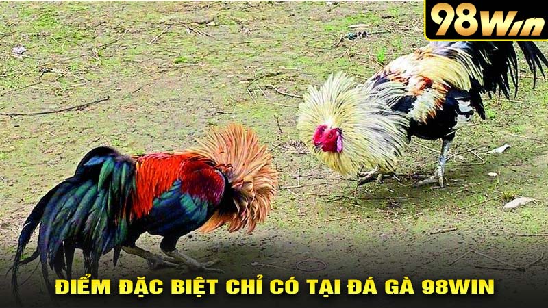 Điểm đặc biệt của sảnh đá gà 98win