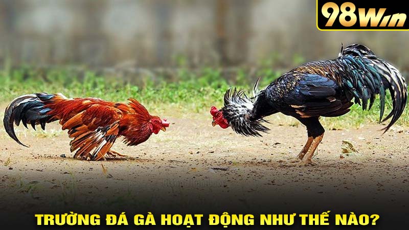 Trường đá gà hoạt động như thế nào