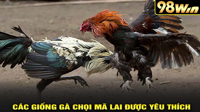 Các giống gà chọi mã lai được yêu thích