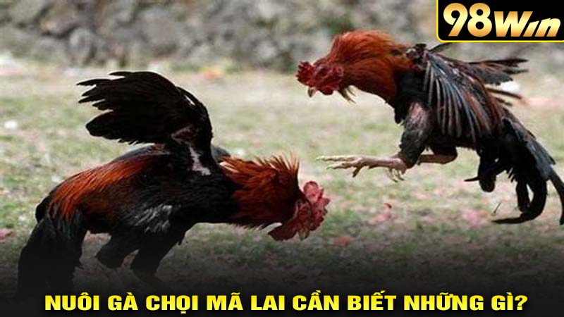 Nuôi gà chọi mã lại cần biết những gì?